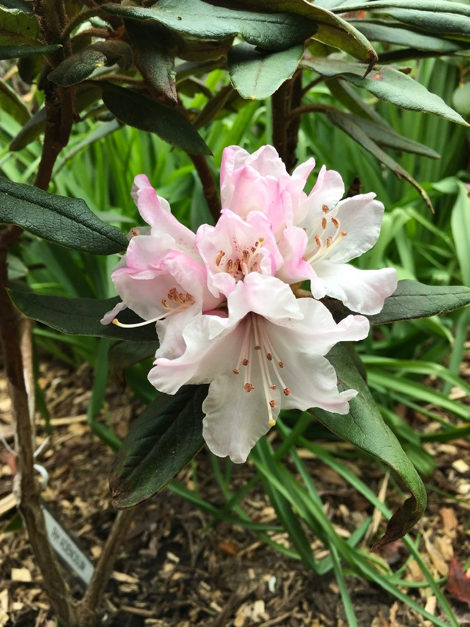 R. adenosum